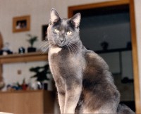 /album/fotogalerie-miezekatzen/pinki-die-schone-jpg/